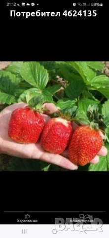 Целогодишен разсад ягоди и малини , снимка 9 - Сортови семена и луковици - 53621426
