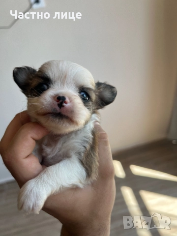 Мини Чихуахуа, снимка 1