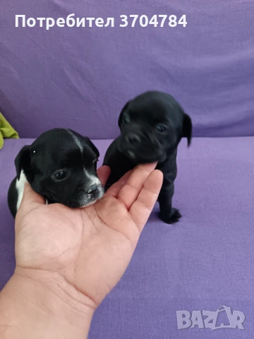 Продавам френско булдоче , снимка 5 - Френски булдог - 53754149