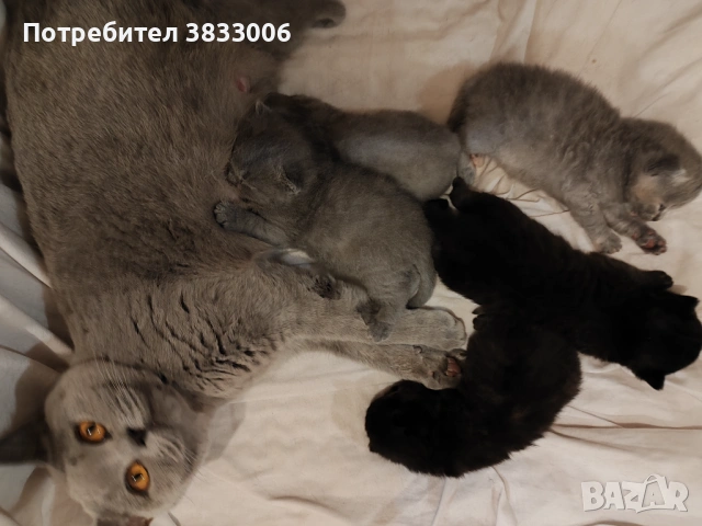  късокосмести Британски котета чистокръвни, снимка 8 - Британска късокосместа - 53519743
