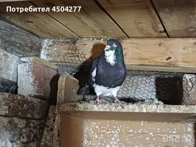 Свободни гълъби