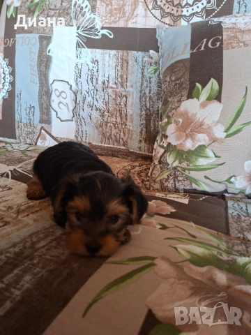 Йоркширски териер, снимка 5 - За кучета - 53807881