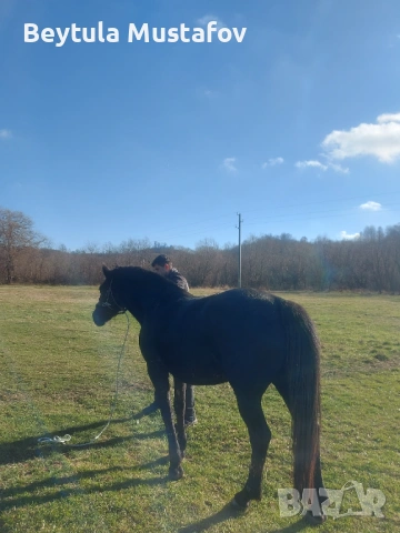 Продават се Кобила на 6г и конче 6-7 месеца , снимка 5 - Коне - 53218217