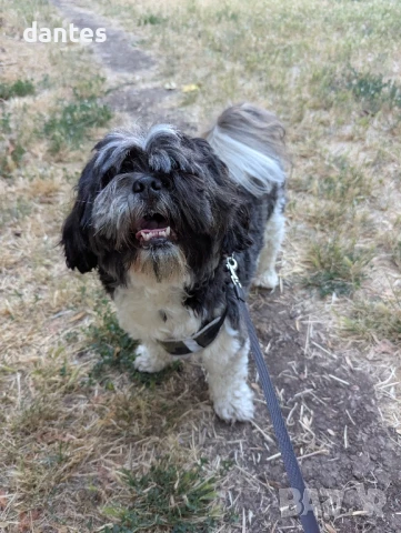 Предлагам куче Ши Тцу под наем за филми, фотосесии и реклами!