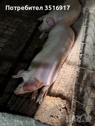 Продавам прасета , снимка 2 - Прасета - 52773843