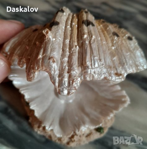 Продавам камъче за въздух мида с перла, снимка 2 - Оборудване за аквариуми - 41348714