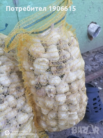 Чесън за садене