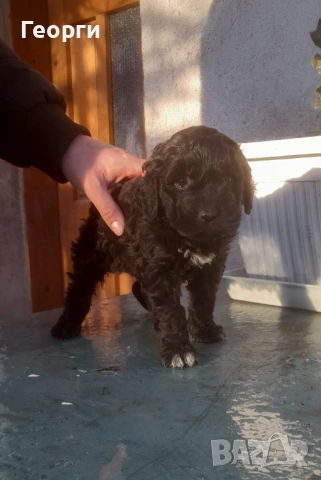 Кокер с Лагото- кученца, снимка 5 - Други - 53262436