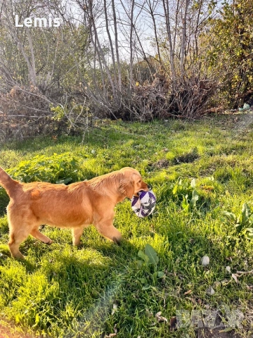 Голден Ретривар тарсим Дама , снимка 6 - Голдън ретривър - 53149860