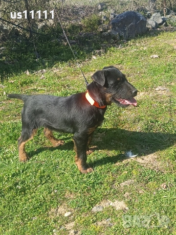 елитен ягдтериер с родословие 4 месеца , снимка 4 - Ягдтериер - 53757461