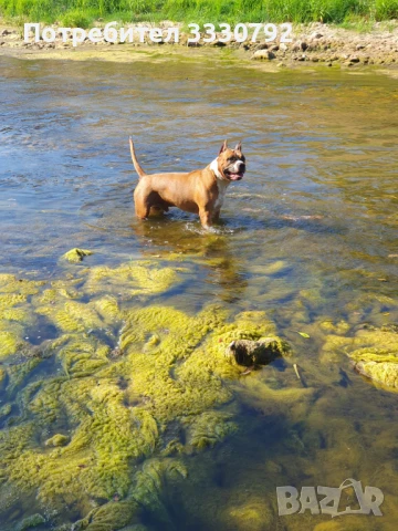 Американски стафордширски териер - елитни родители с родословие , снимка 6 - Американски стафордширски териер - 51258763