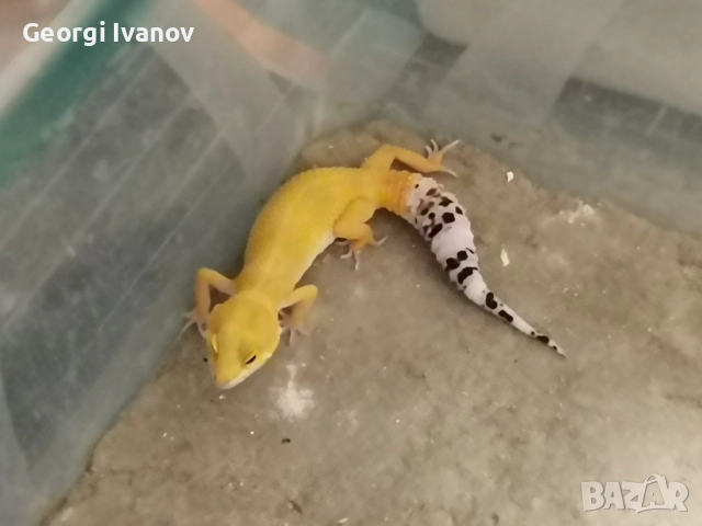 Продавам Леопардов Гекон, снимка 8 - Гекон - 52581494