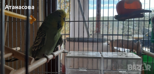 Социални изложбени вълнисти папагали, двойка, снимка 8 - Папагали - 53130164