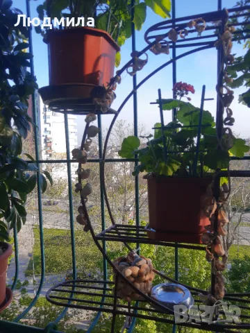 Цветарник,ковано желязо на няколко нива,грундиран и боядисан , снимка 9 - Градински мебели, декорация  - 50096264