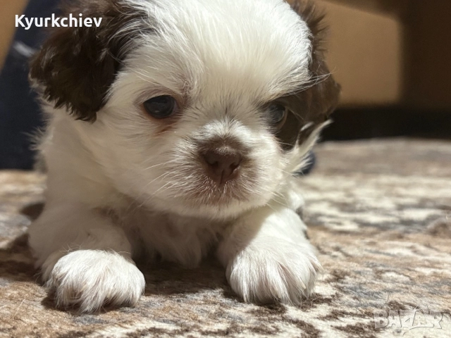 Японски хинчета, снимка 7 - Други - 52230214