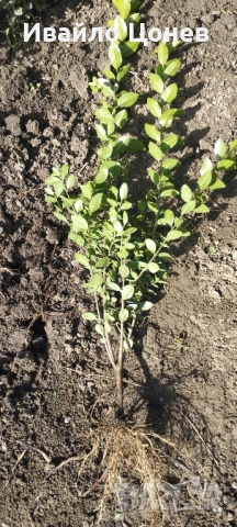 Лигуструм Овалифолиум - Цена за 1бр -0.70лв., снимка 6 - Разсади - 51955767