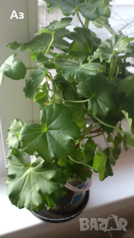 Продавам разсад - висящи мушката; микс цветове, снимка 2 - Стайни растения - 52958131