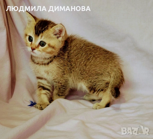 Шотландско мъжко златна чинчила. , снимка 4 - Британска късокосместа - 53655488