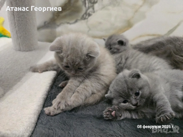 Британски късокосмести чистокръвни котенца. , снимка 12 - Британска късокосместа - 53451104