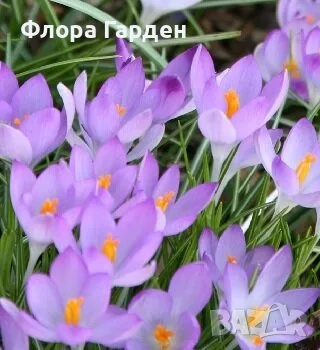 ЛУКОВИЦИ Амарилис, Анемоне, Ирис, Ранункулус, Минзухар, снимка 15 - Сортови семена и луковици - 56018945