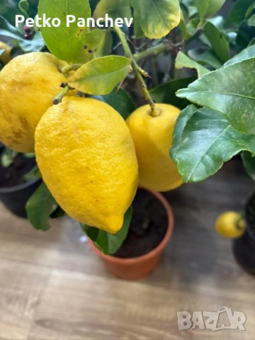 🍋🍋🍋Цитрус Лимон, снимка 4 - Градински цветя и растения - 50239217