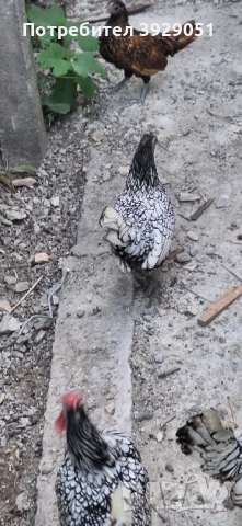 продавам ярки и петли зибрайт, снимка 6 - Кокошки и пуйки - 50129003