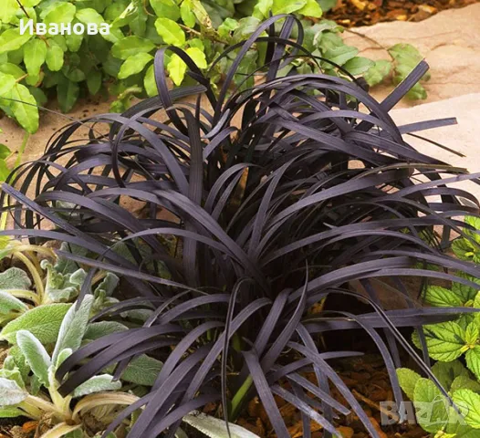 Офиопогон - черен