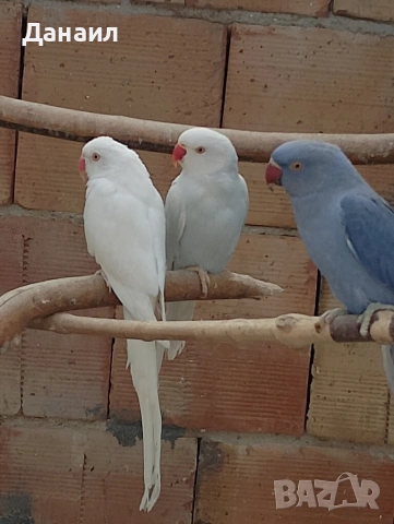 Малък Александър , снимка 3 - Папагали - 53794736