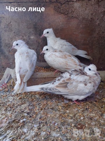 Смеещисе гугутки шарени много бройки , снимка 2 - други­ - 35296839