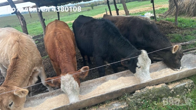 Свободни телета, снимка 5 - Крави - 52594778