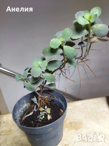 Каланхое с оранжеви камбанки, снимка 3 - Стайни растения - 53214925