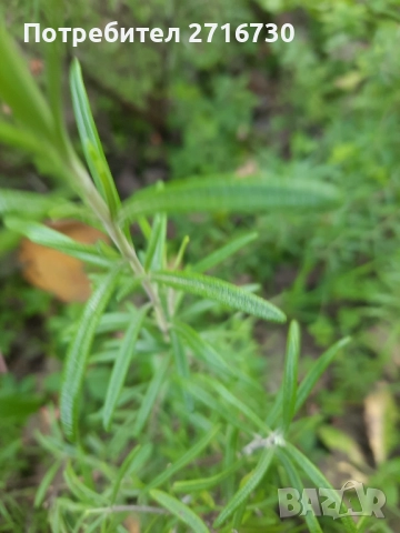 Розмарин – Подправка за вкус и лечение