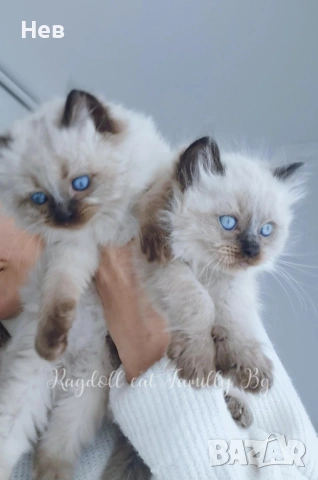 Ragdoll рагдол/регдол  котета мъжки