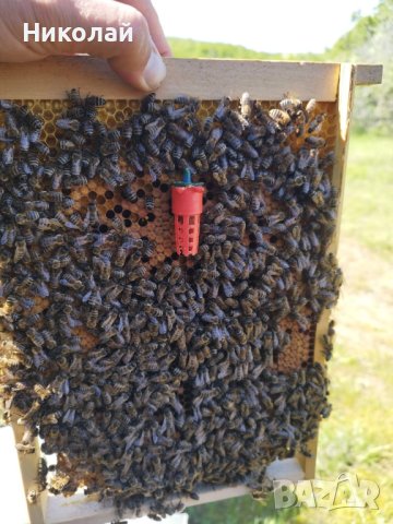 Свободно оплодени пчелни майки, снимка 4 - За пчели - 40812664