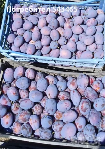 Продавам сини сливи сорт Стенлей 