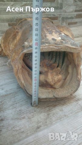 Глава от СОМ трофей