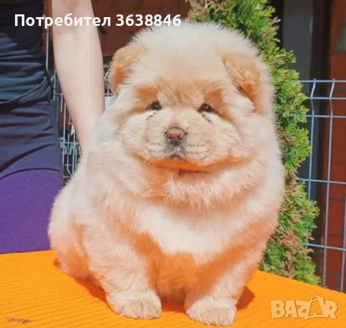 Чау Чау, снимка 2 - Чау Чау - 49809464