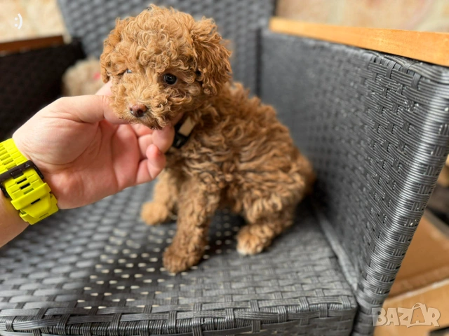 Мини Пудели Актуално от 27.2.2026, снимка 6 - Пудели - 53380316