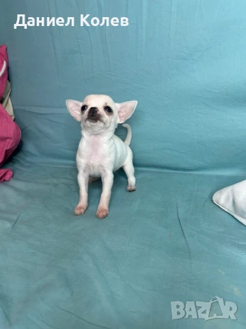 Продавам мъжки чихуахуа, снимка 1