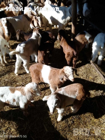 Продавам кози с ярета, снимка 7 - Кози - 53247338