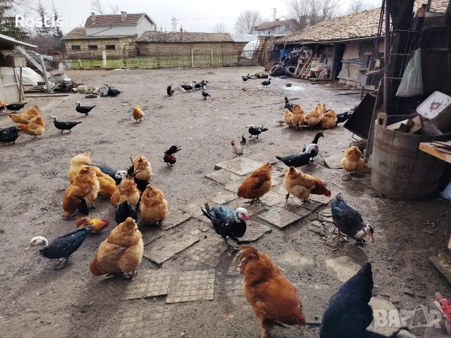 породисти кокошки , снимка 10 - Кокошки и пуйки - 53486745