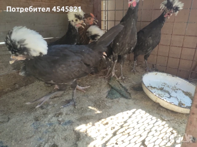 Кокошки и петли "Холандски качулати", снимка 1