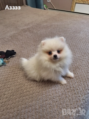 Померан померан