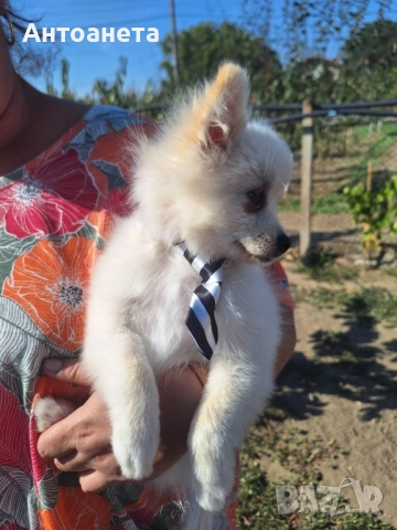 Померан-мини шпиц, снимка 5 - Померан - 50591698