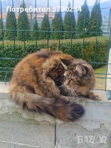 Мейн Кун, снимка 7 - Мейн кун - 53083782