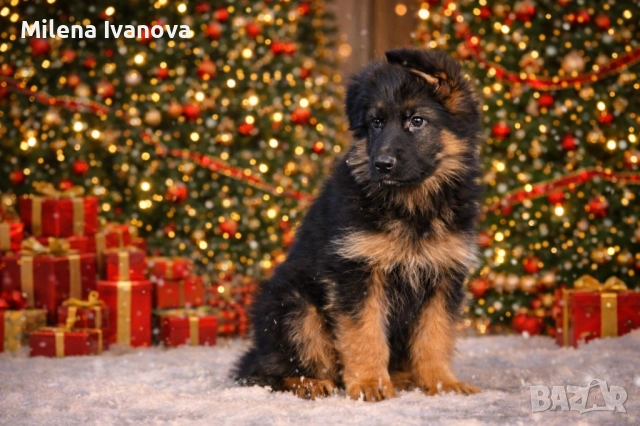 Мъжко кученце с дълъг косъм от развъдник 