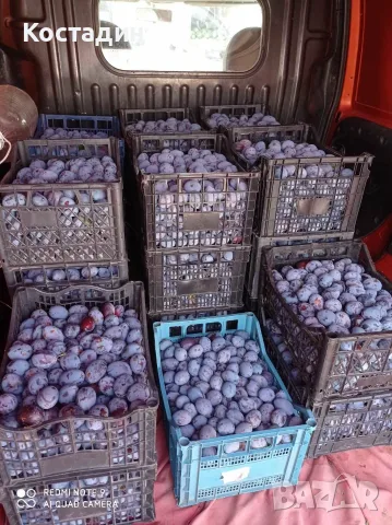Продавам сладки и едри сливи за ракия – сорт Стенлей!