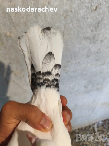 Гълъби порода Бенкалии (бемкалии, карабелии), снимка 12 - Гълъби - 52410859