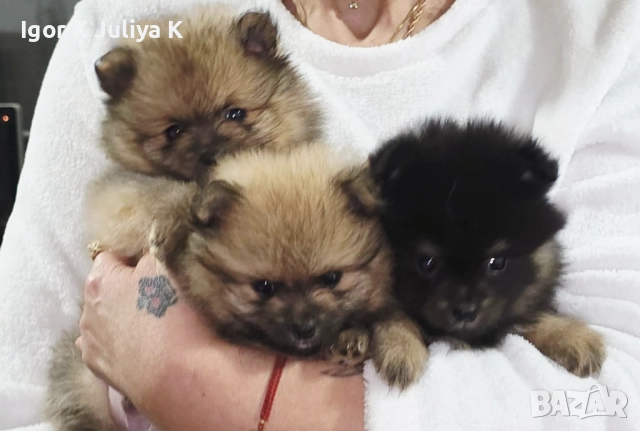 Померанчета, пухави топки, снимка 2 - Померан - 52665609