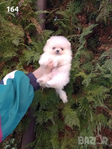 Мини Померан Реални снимки от 19.12.25 год. , снимка 6 - Померан - 52829028